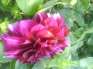 DSC07154