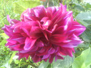DSC07155