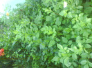 DSC07180