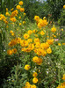 heliopsis balerina