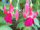 fucsia