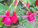 fucsia