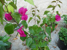 bougainvillea