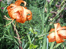 lilium tigrinum