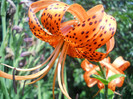 lilium tigrinum