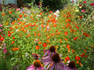 cosmos sulphureus