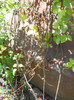 clematite bolnave