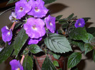 achimenes