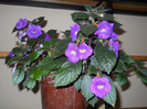 achimenes