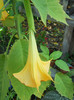 brugmansia