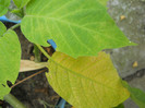 brugmansia atacata de paianjenul rosu