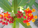 asclepias