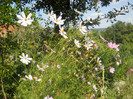 cosmos