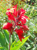cana indica