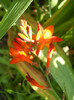 crocosmia emberglow