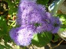 pufuleti ageratum