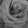 images (43)