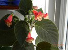 Linnea 02-08-2011