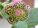 Warszewickii 02-08-2011