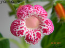 Flashdance 09-08-2011