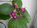 Karl Lindberg 09-08-2011