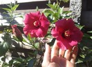 rosario rosa