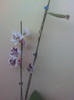phalaenopsis