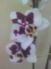 phalaenopsis