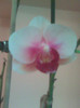 phalaenopsis