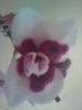 phalaenopsis