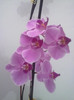 phalaenopsis