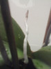 radacini aeriene phalaenopsis
