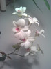 dendrobium alb