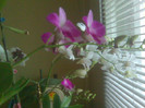 dendrobium