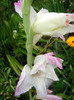 DSC01262