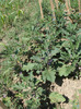 DSC02777