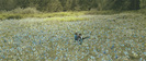 edward-bella-sitting-field_large