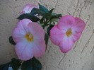 Vie en Rose