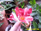 Picture 056