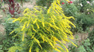 sanzaiene.[solidago]