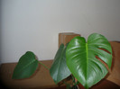 philodendron