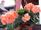 DSC03049