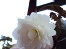 DSC03055