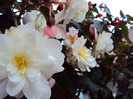 DSC03060