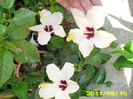 Picture 009