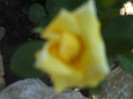poze recente 010