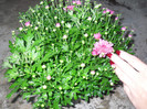 crizanteme pink
