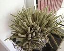 cactusi pui de vazare-2lei