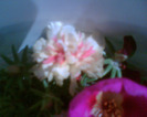Picture 037