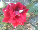 Picture 041